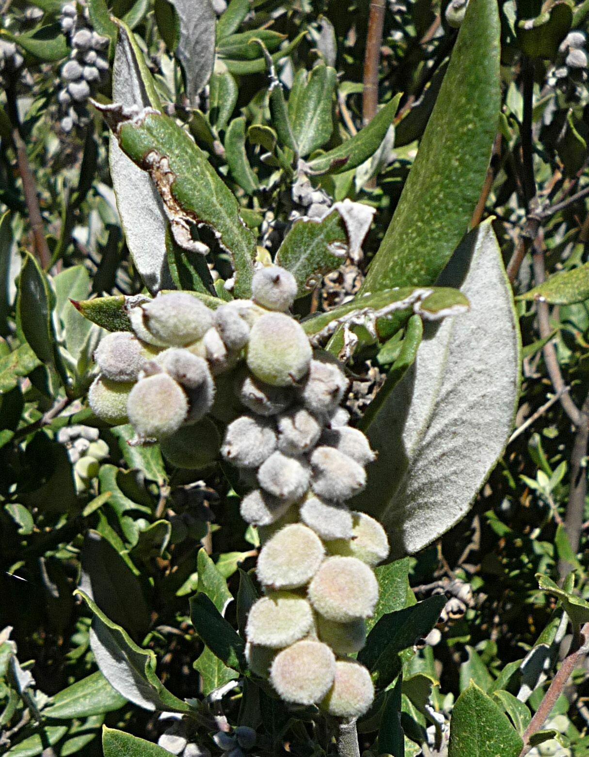 High Resolution Garrya veatchii Fruit